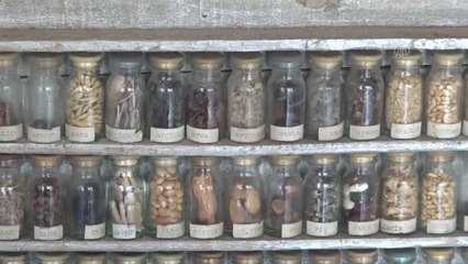 AFYONKARAHİSAR  - 45 yıldır toplanan hormonsuz saf ata tohumları jeotermal serada çoğaltılacak