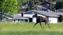 Une femelle orignal se promène près de résidences à Edmundston