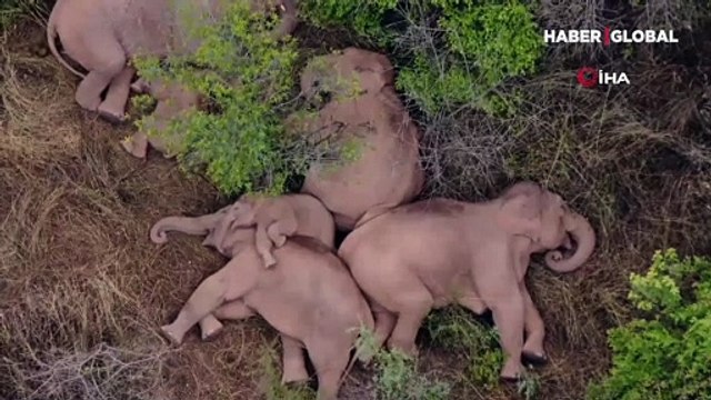 Gizemli göç! Fillerin 500 kilometrelik yürüyüşü 1 milyon dolara mal oldu