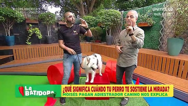 ¿Por qué los perros miran fijamente a sus dueños?