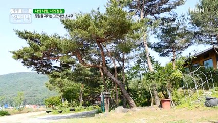 소나무에도 얼짱이 있다?! 인공이 아닌 자연스러운 모습의 소나무!