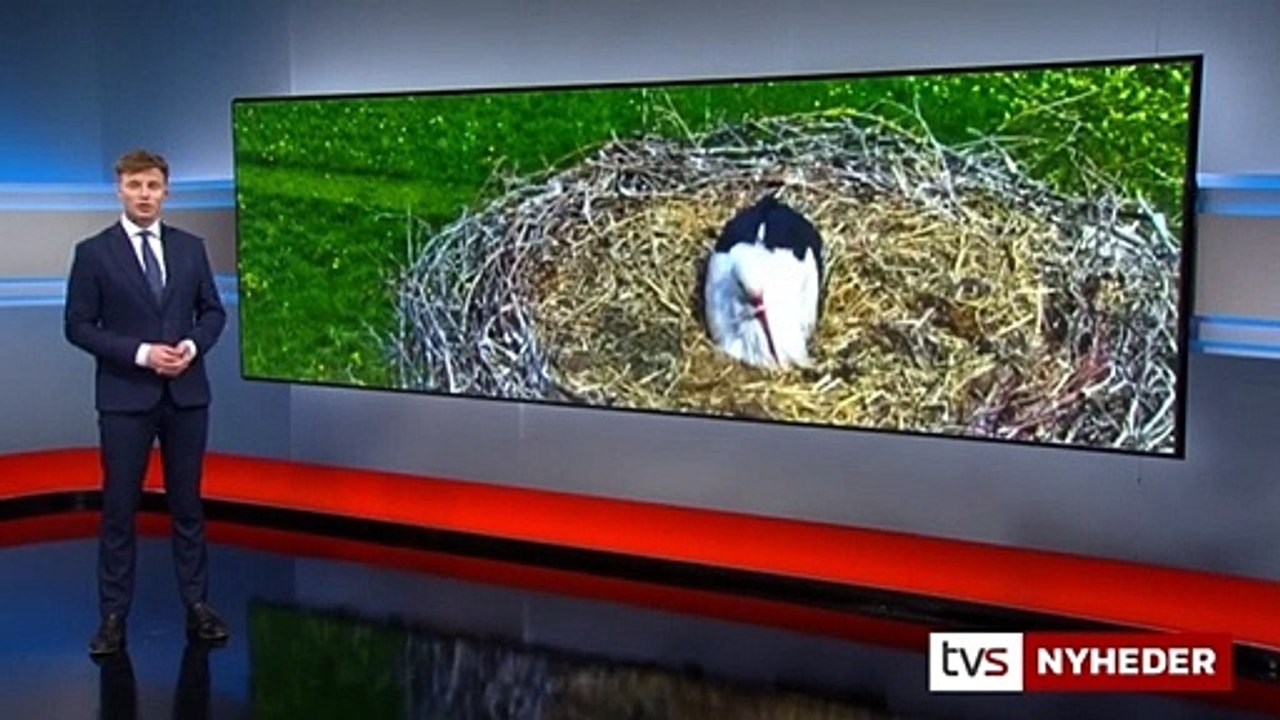 Kom med dit bud: Hvad skal Clydes nye storkemage i Smedager hedde? | Stork | Clyde | 10-05-2021 | TV SYD @ TV2 Danmark