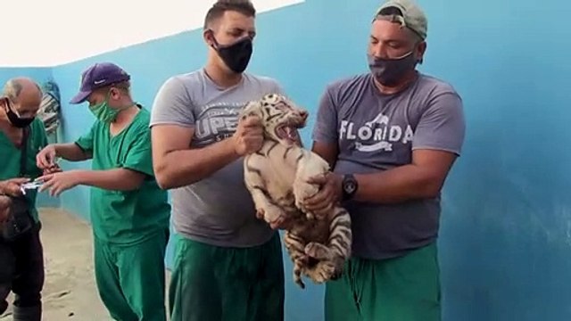 Yanek, la primera tigresa blanca nacida en Cuba