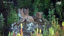 El lince ibérico supera el millar de ejemplares por primera vez desde hace veinte años