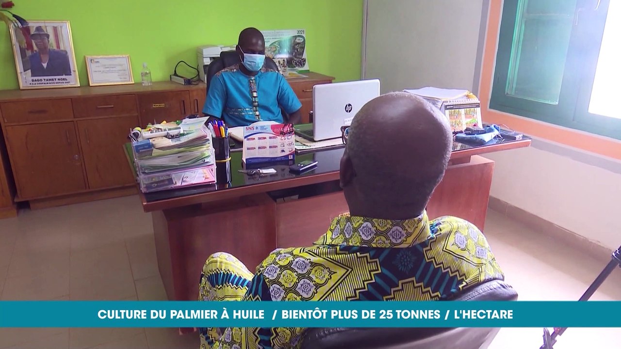 Eco Plus culture du palmier: bientot 25 tonnes de régime à l'hectare