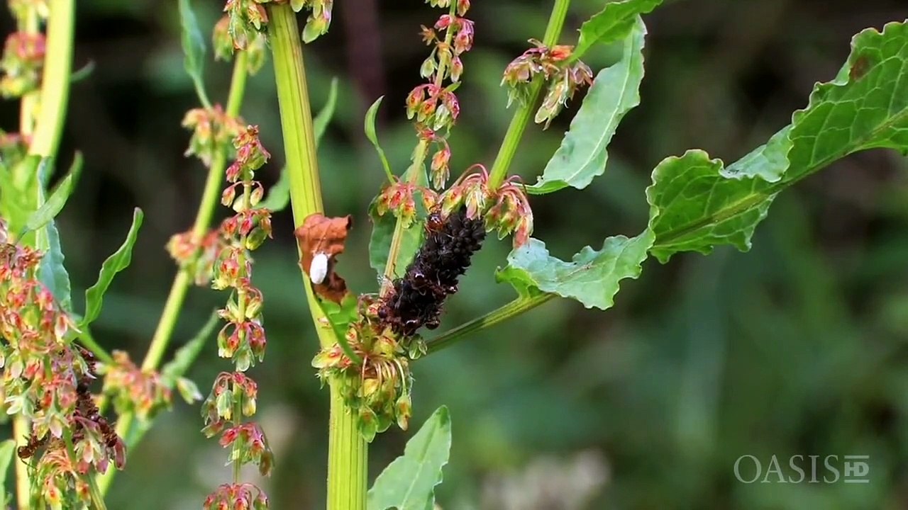 FIRE ANT + 红火蚁