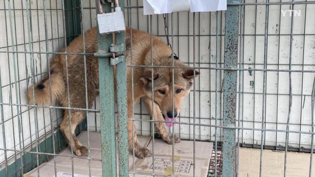 전기검침하고 나오던 검침원, 목줄 끊긴 개에 물려 / YTN