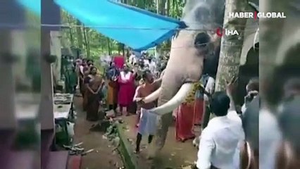 Hindistan'da bir fil, ölen bakıcısını son kez görmek için kilometrelerce yol yürüdü