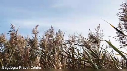 Psalm 20:1-9 | भजन संहिता 20:1‭-‬9 | New Hindi Audio Bible | 9 June 2021