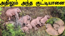 காட்டில் யானைகள் குடும்பத்துடன் படுத்து தூங்கிய Viral Images