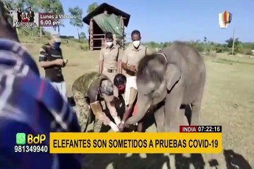India: elefantes son sometidos a pruebas de COVID-19