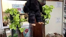 The Old Bakehouse Antique Centre is now home to two of the iconic performing monkeys