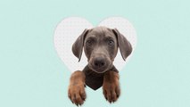 4 Reasons Pets Are Good for Your Heart Health, According to Cardiologists
