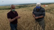 - Edirne’de çiftçiler buğday harmanı sezonundan umutlu