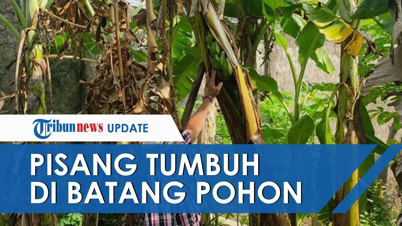 Heboh Buah Pisang di Majalengka Tumbuh di Bagian Tengah Batang Pohon, Begini Penjelasan Ahli
