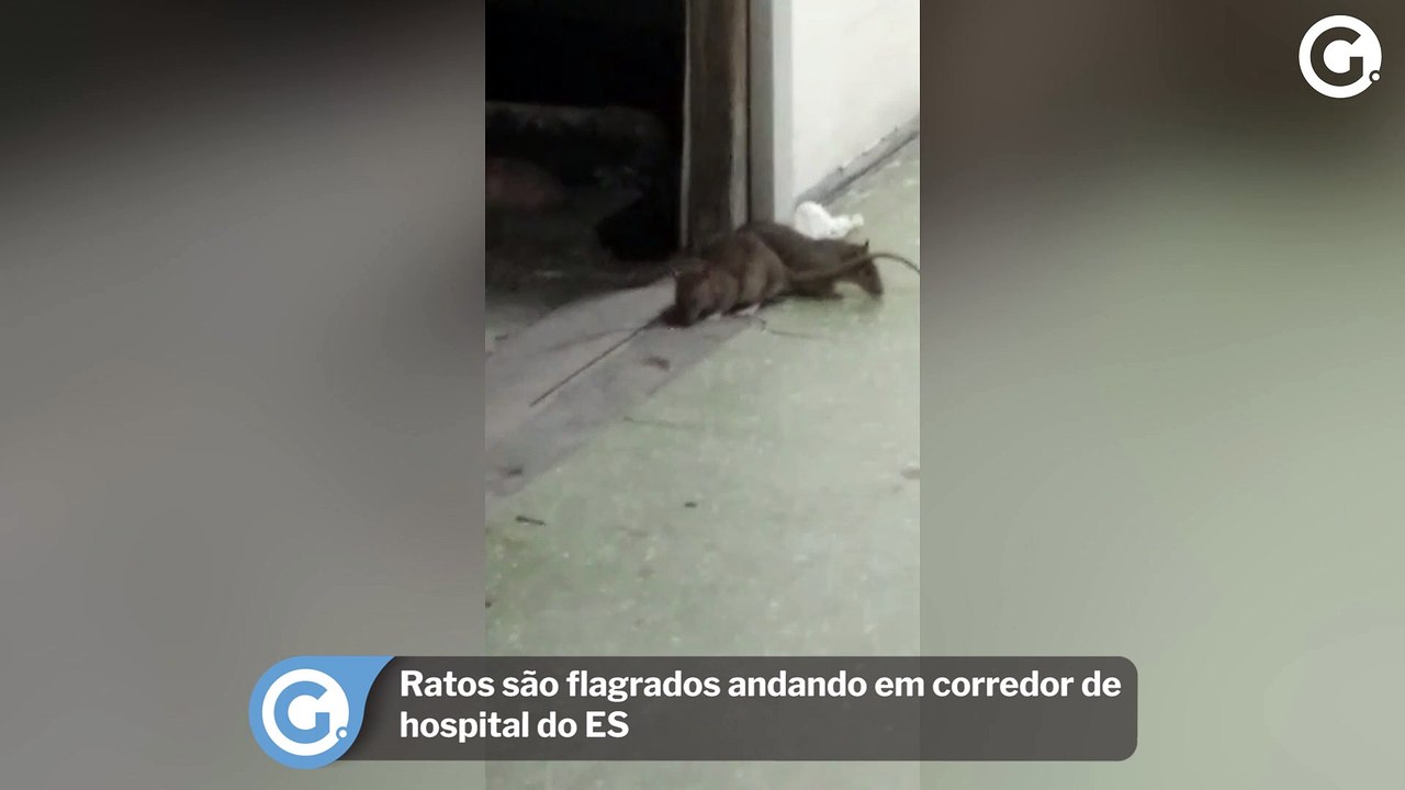 Ratos são flagrados andando em corredor de hosp...