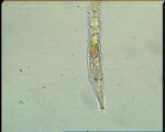 Bdelloid rotifer survives 24,000 years frozen in Siberia - Trovato animale preistorico ancora vivo dopo 24.000 anni e in grado di riprodursi, la scoperta in Siberia - video