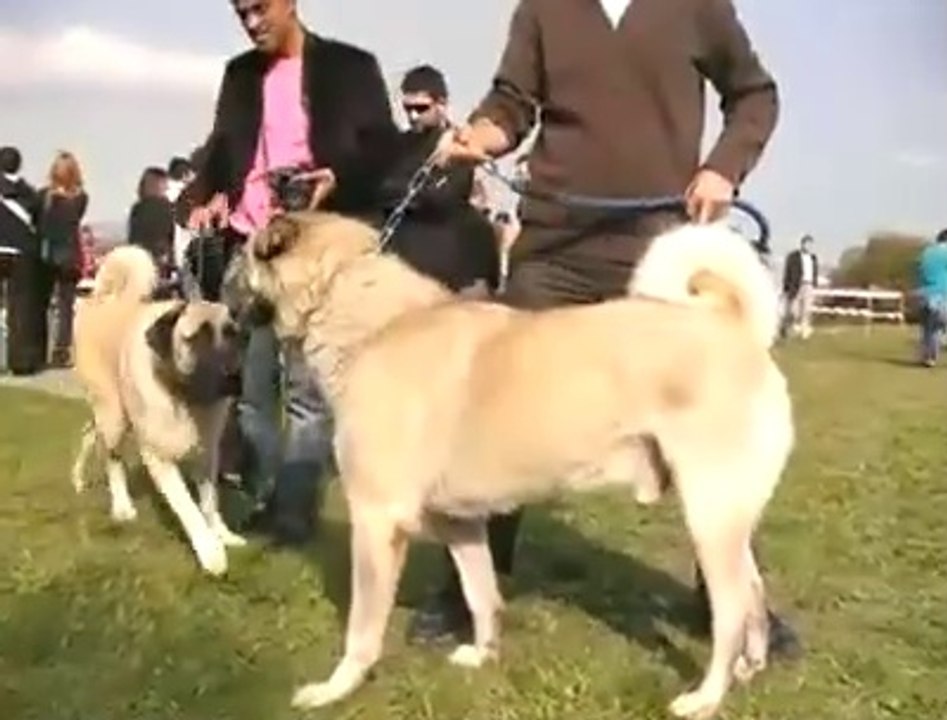 KOPEK YARISMASINDAKİ KANGALIN ASALETi - KANGAL SHEPHERD DOGS SHOW