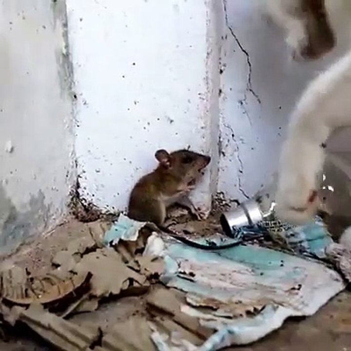 This is the last episode of Tom and Jerry!