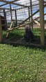 Monkey Throws Dirt at Zoo Visitors
