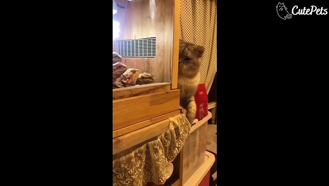 Cute and Funny Animals Videos Compilations - Cutest Animals Of Internet #3