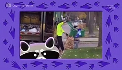 Why raccoons are so hard to get rid of