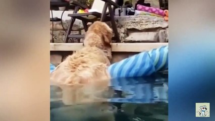 Weekly Funny And Weird Animals  - Funny Animal Videos 