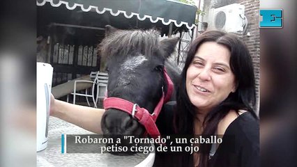 Robaron a "Tornado", un caballo petiso ciego de un ojo: era la mascota de un platense desde hace 10 años