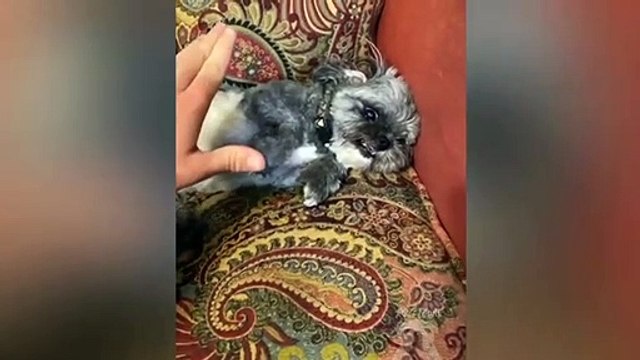 Funny Scary Dogs And Cats Funny Pets Reaction | Pets Town