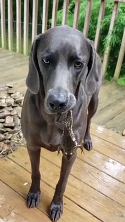 Weimaraner Wants to Bring Frog Inside