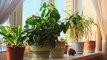 3 Ways to Keep Houseplants Alive While Away on Vacation