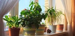 3 Ways to Keep Houseplants Alive While Away on Vacation