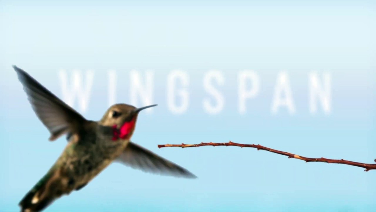 WINGSPAN | iOS Announcement trailer