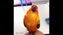 Funny Parrots Videos Compilation Cute Moments Of The Animals - Cutest Parrots #4