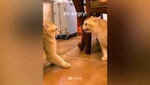 Funny Angry Cat - Funny Pets Reaction Videos | Super Dog