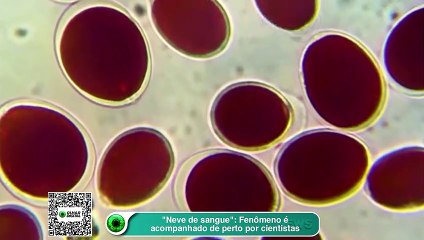 Neve de sangue-- Fenômeno é acompanhado de perto por cientistas