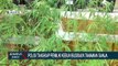 Polisi Tangkap Pemilik Kebun Ganja Hidroponik, Pelaku Mengaku Karena Hobi