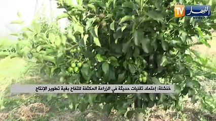 خنشلة: إعتماد تقنيات حديثة في الزراعة المكثفة للتفاح بغية تطوير الإنتاج