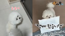 택배 배송에 진심인 강아지 "택배 왔습니댕"