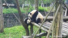熊孩子能不能走楼梯上来