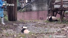 每天有小熊友追我我也爱锻炼