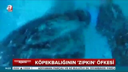 Köpek balığı dalgıça saldırdı