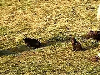 ballade des chiots 3