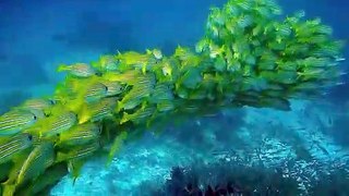 Beautiful reef ( and fish) with relaxing music, sleep music, study music. Peaceful calming views and sounds