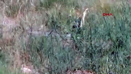 Çanakkale'de yılanlar böyle dans etti