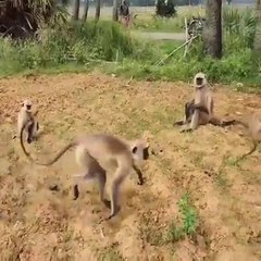 इस महिला ने इन मासूम बंदरो के साथ क्या किया देखकर दंग रह जाओगे