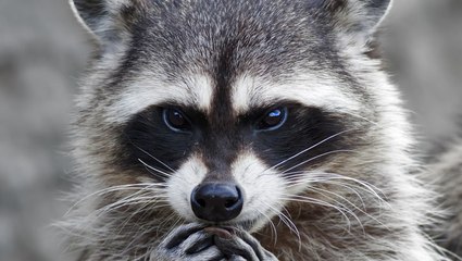 Why raccoons are so hard to get rid of