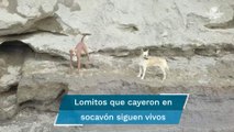 Dron capta en video a perritos atrapados en socavón de Puebla