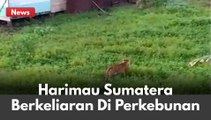 HEBOH DI MEDIA SOSIAL !! SEEKOR HARIMAU SUMATERA BERBURU DI PERKEBUNAN !!