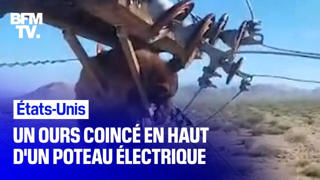 États-Unis: un ours monte en haut d'un poteau électrique et en sort indemne